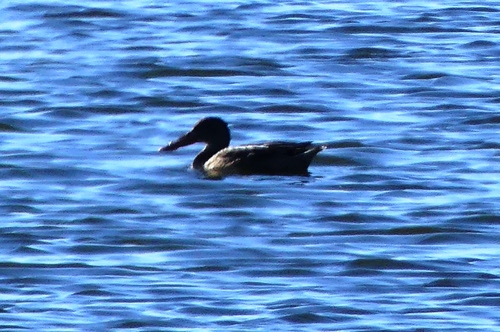 Northern Shoveler