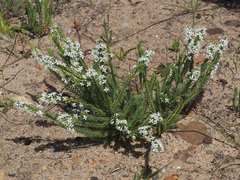 Struthiola dodecandra