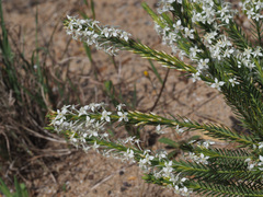 Struthiola dodecandra