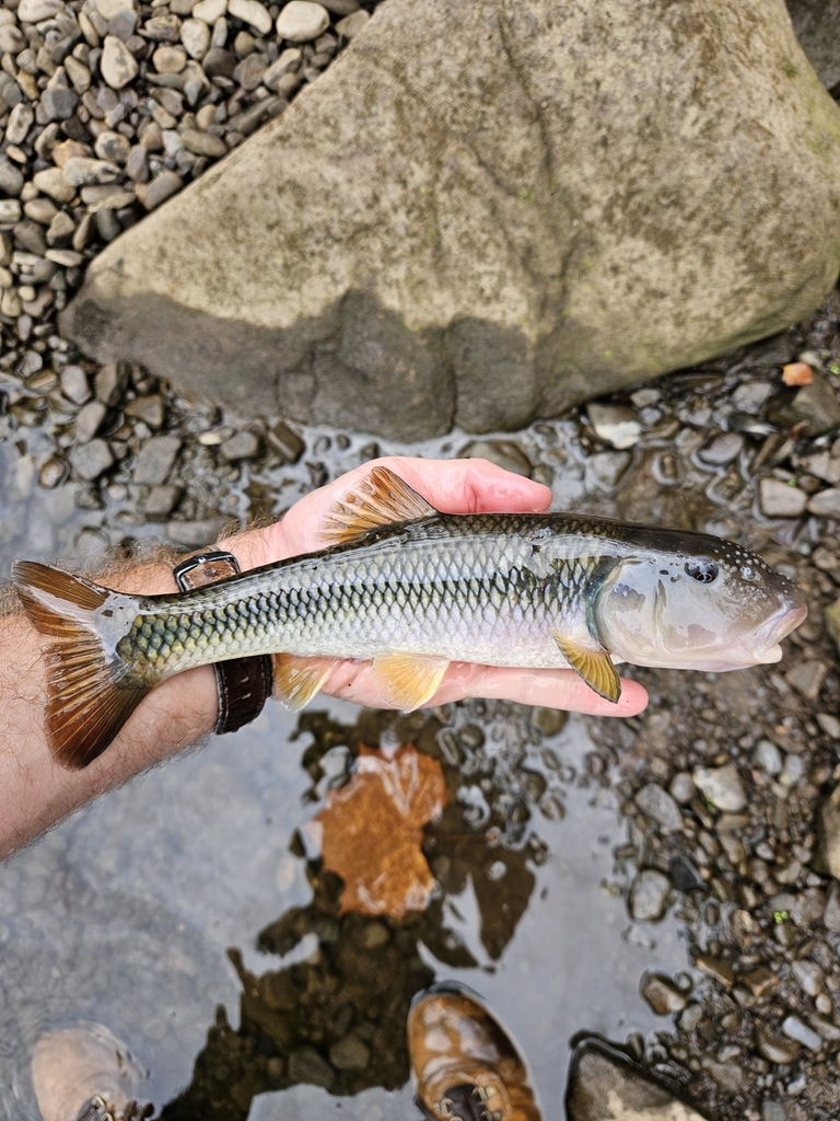 Bigmouth chub (Nocomis platyrhynchus) — Cyprinidae