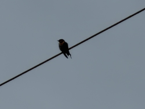 Pacific swallow (Southeast Asian)