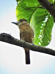 Barred Puffbird photo 5