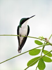 Purple-Crowned Fairy photo 4