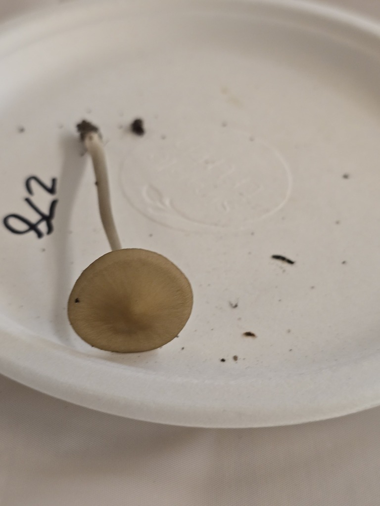Beech Rooter Beech Rooter from Oakland County, MI, USA on September 27, 2025 at 01: ...
