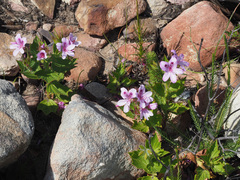 Pelargonium cucullatum cucullatum