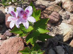 Pelargonium cucullatum cucullatum