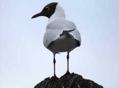 Chroicocephalus ridibundus