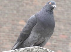 Columba livia domestica