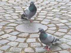 Columba livia domestica