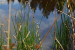 Enallagma cyathigerum