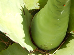 Agave wocomahi