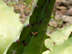 Agave wocomahi