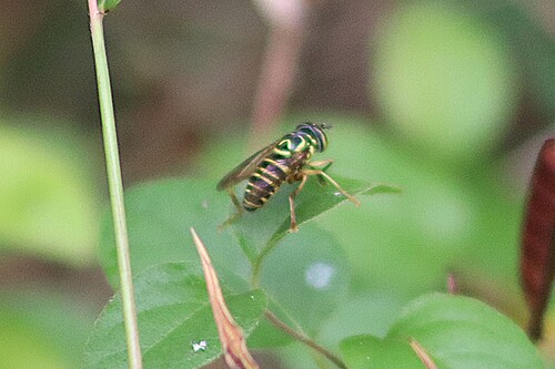 Unknown species found near Hocking County, OH, USA