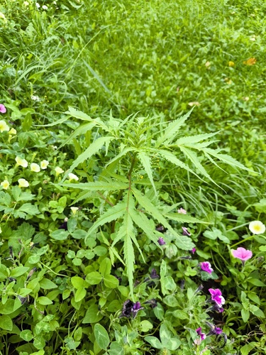 Bidens maximowicziana iNat (1)