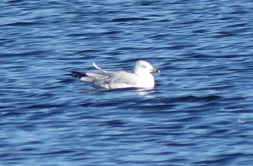 Ring-billed Gull