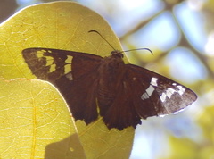 Apyrrothrix araxes arizonae