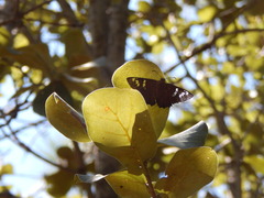 Apyrrothrix araxes arizonae