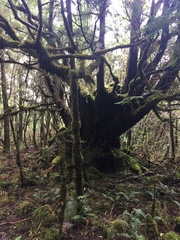 Chamaecyparis formosensis