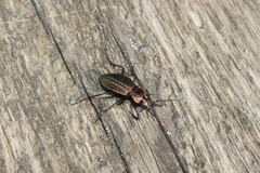Carabus cancellatus