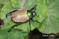 Pelidnota sanctijacobi