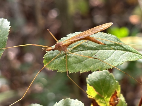 Unknown species found near Bantam, CT, US