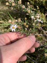 Olearia phlogopappa serrata