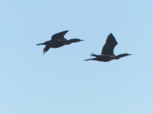 Double-crested Cormorant
