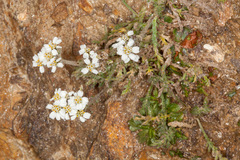Achillea nana