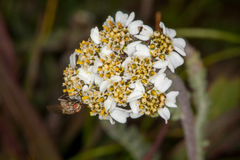 Achillea nana