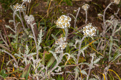 Achillea nana