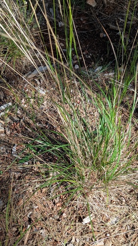 Stipa bromoides