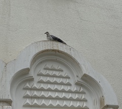 Columba livia domestica