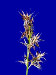 Cymbopogon marginatus