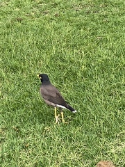 Acridotheres tristis