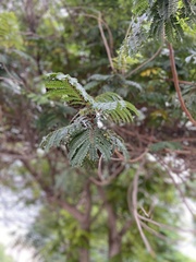 Paraserianthes