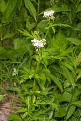 Achillea macrophylla