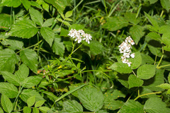 Achillea macrophylla