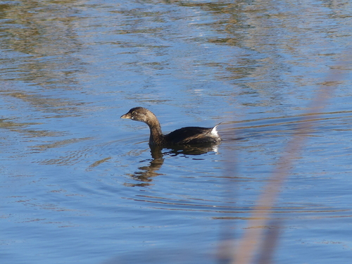 Pied-billed Grebe