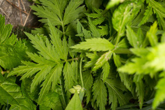 Achillea macrophylla
