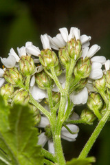 Achillea macrophylla