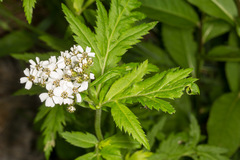 Achillea macrophylla