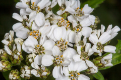 Achillea macrophylla