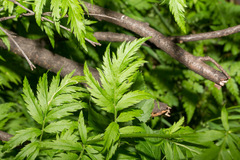 Achillea macrophylla