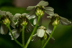 Achillea macrophylla