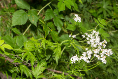 Achillea macrophylla