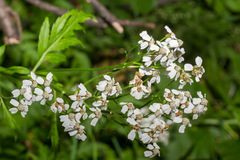 Achillea macrophylla