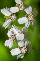 Achillea macrophylla