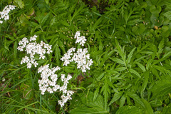 Achillea macrophylla