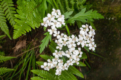 Achillea macrophylla