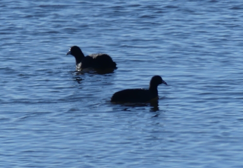 American Coot